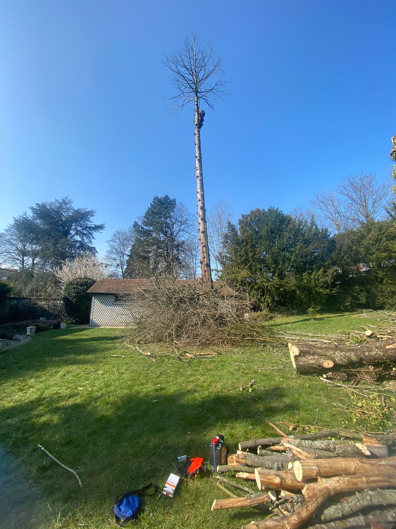 Elagages d'arbre - Photo 3