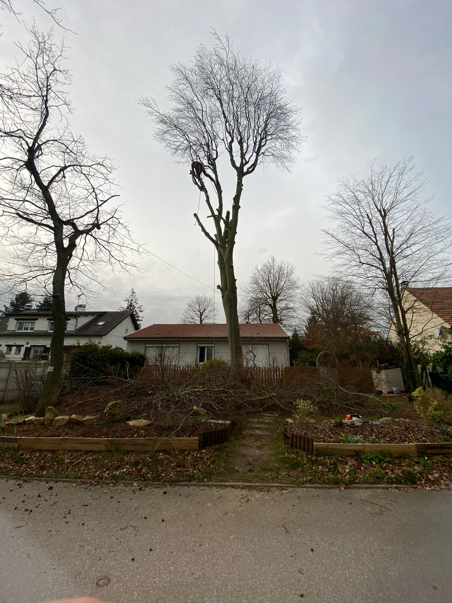 Elagages d'arbre