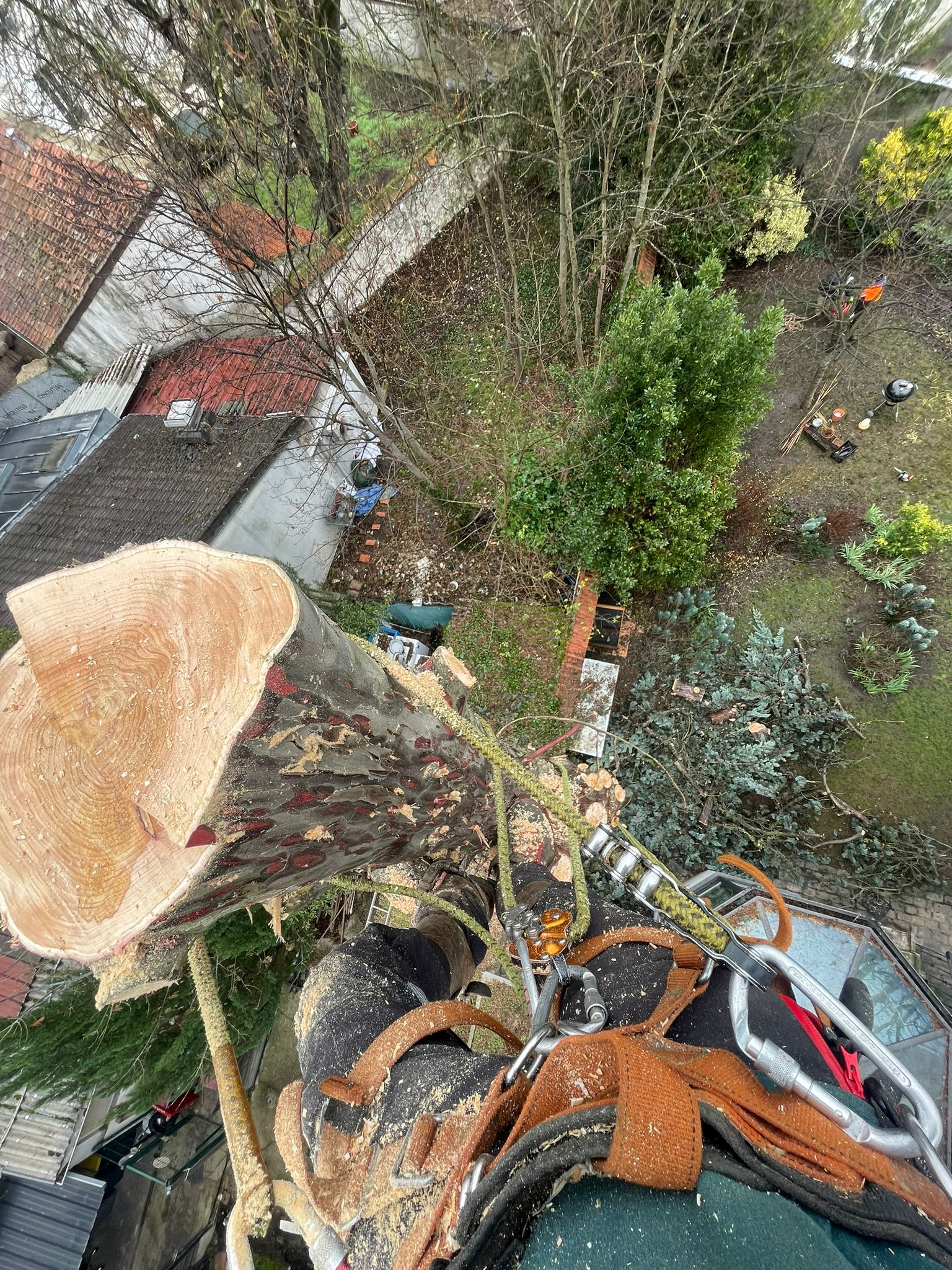 projets d'élagage d'arbre - Photo 4