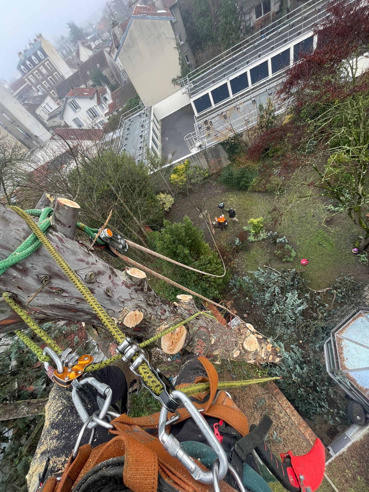 projets d'élagage d'arbre - Photo 2