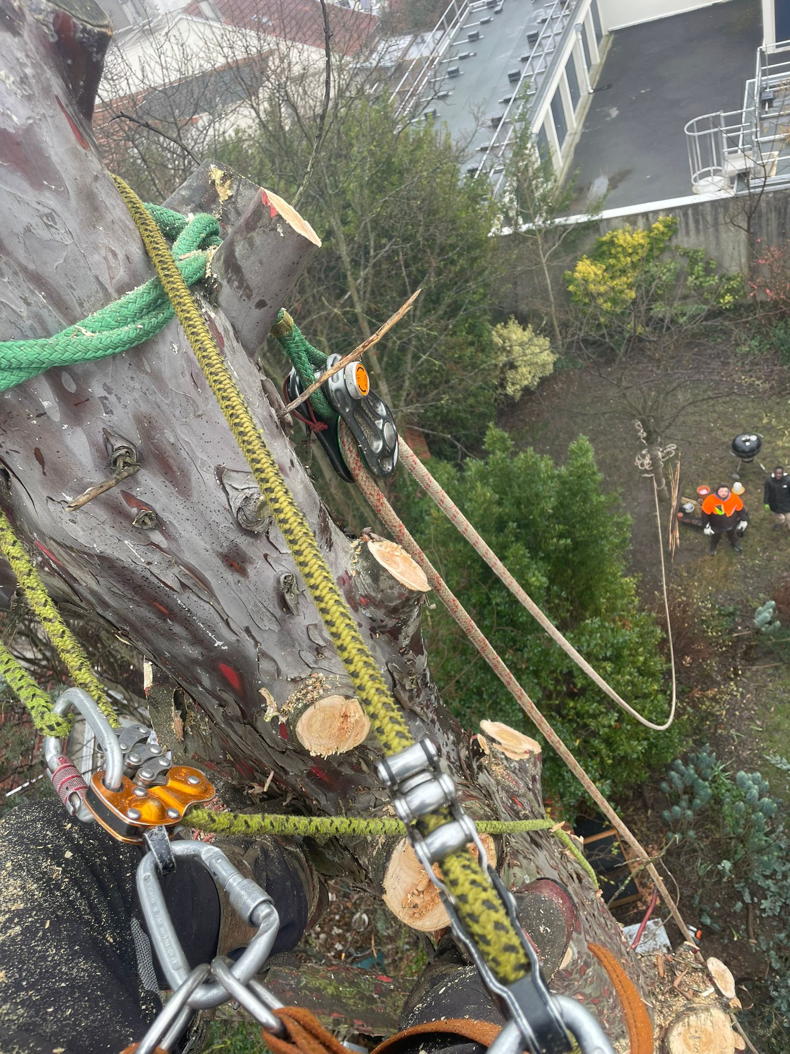 projets d'élagage d'arbre