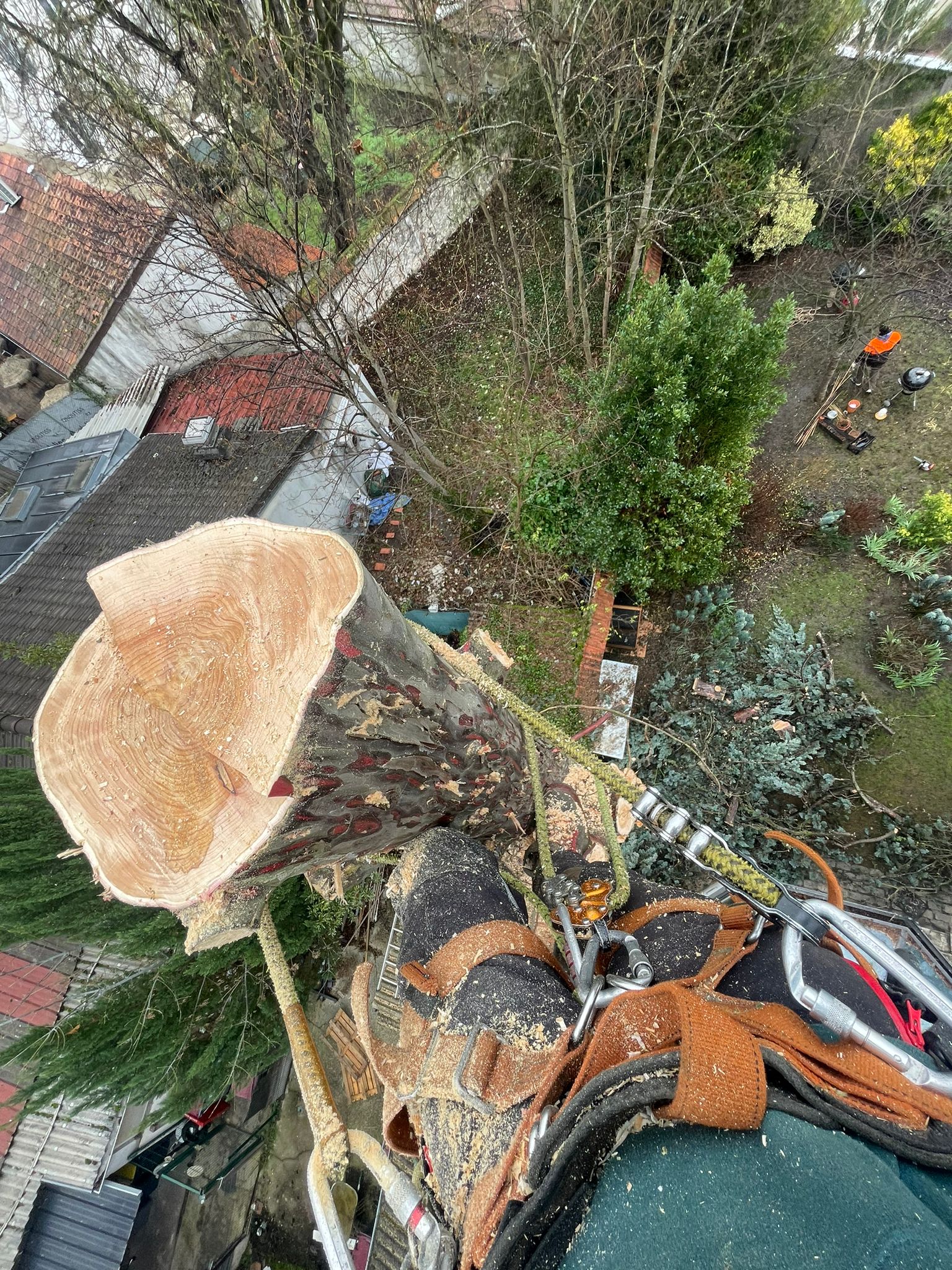 projets d'élagage d'arbre - Photo 3