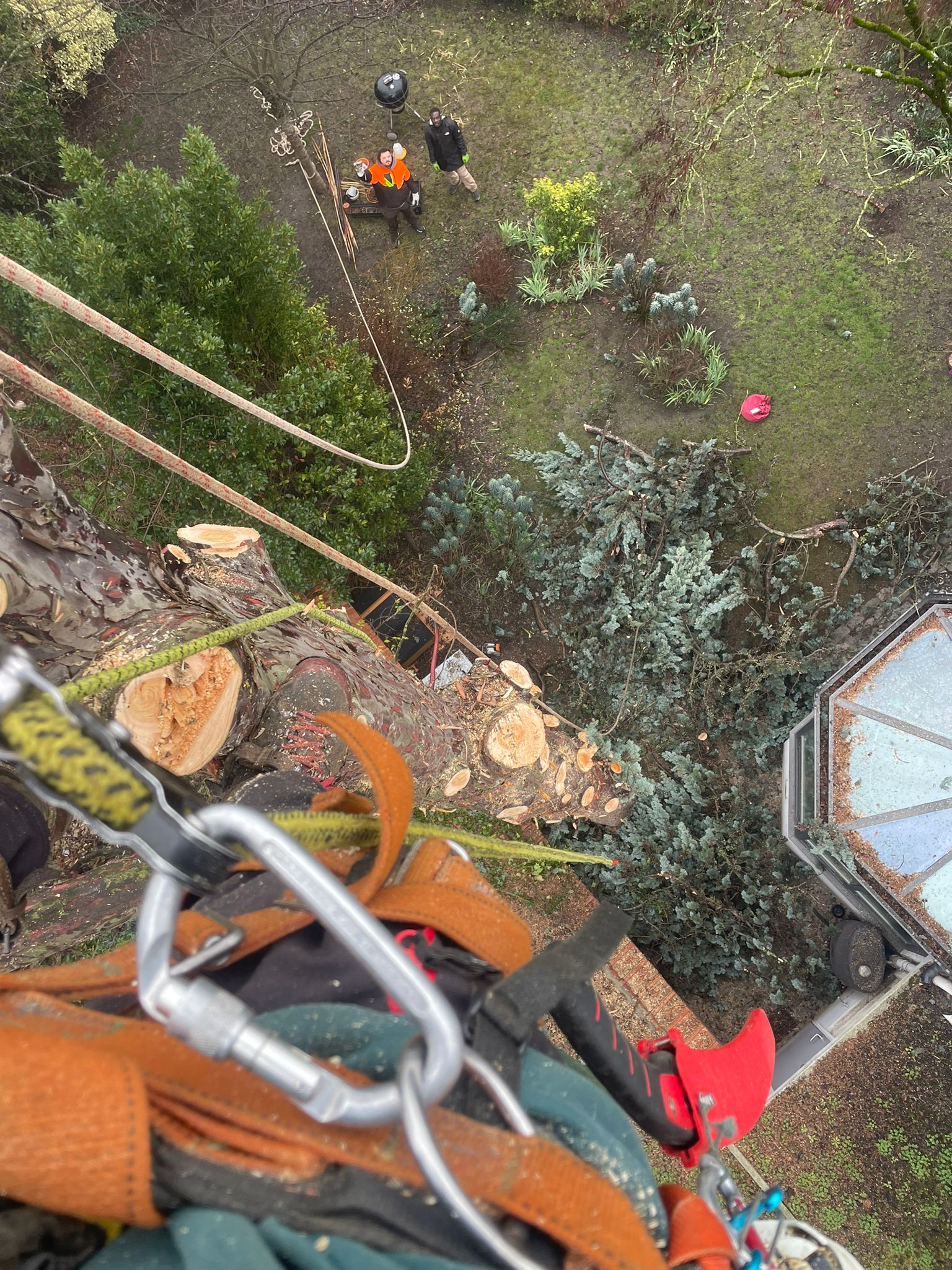 projets d'élagage d'arbre - Photo 5