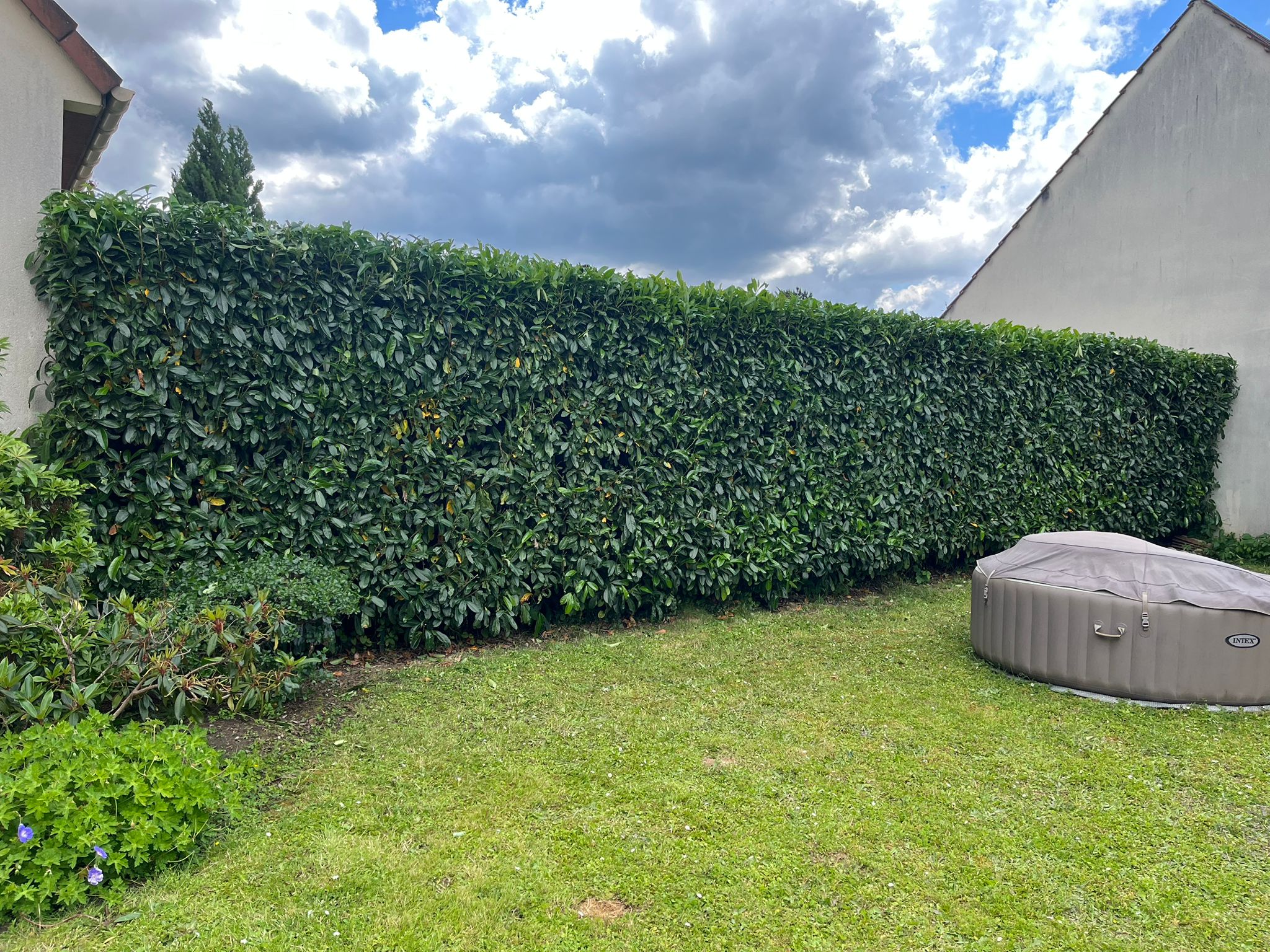 taille de haie - Photo 4